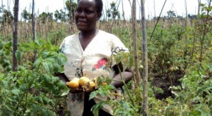 Many small holder farmers cannot afford loans to boost and improve the quality of their yields.