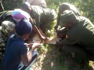 Trapped kob having its blood samples taken before being translocated to Kidepo Valley National Park.