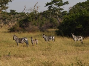 The flagship of Lake Mburo National Park the Zebras are not any safe when it comes to drought there. Photo by Titus Kakembo