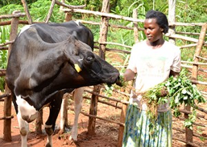 Internatkonal NGOs like Heifer International have helped small holder farmers acquire dairy cows to supplement incomes.
