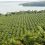 Kalangala’s Oil Palm Economy Expands as Lenders Deepen Farmers’ Access to Finance