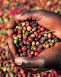 Coffee brought in nearly half a billion dollars and remains Uganda's leading cash crop
