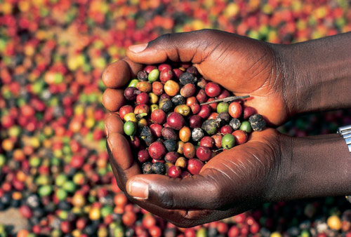 Coffee brought in nearly half a billion dollars and remains Uganda's leading cash crop