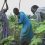 From Scarcity to Scale: What Africa Can Learn from India’s Agricultural Transformation 