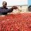 Uganda sustains high coffee earnings, hits USD289.6 million in July despite global price slump