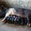 As candidate vaccine fails against Ugandan strain, scientists push for region-tailored vaccines to tackle African Swine Fever