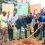 ICEA Lion, KCB Bank and My Tree Initiative launch school greening drive