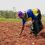 Making Smallholder Agriculture Visible to Finance