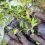 Empowering local communities is the key to global biodiversity restoration