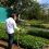 Solar irrigation turns Lira tree nursery into reforestation powerhouse