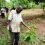 Solar irrigation helping cocoa take root in northern Uganda