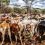New UGX 15.1 tn Five-year Plan puts Livestock, Peace and Markets at Centre of Karamoja transformation