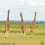 UWA Open Park Days seek to Deepen Domestic tourism Through private-sector Partnerships