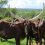 Uganda Targets Higher Milk Yields From Indigenous Ankole Cow Without Exotic Crossbreeding