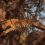 African Leopards Have Lost 41pc of Their Historical Range as New Study Finds Population May be as Low as 80,000